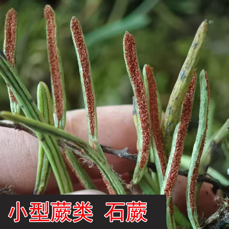 石蕨小型蕨类喜阴植物