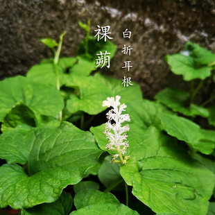 贵州中草药白折耳根 祼蒴全草入药喜半阴湿环境盆栽【2盆更优惠】