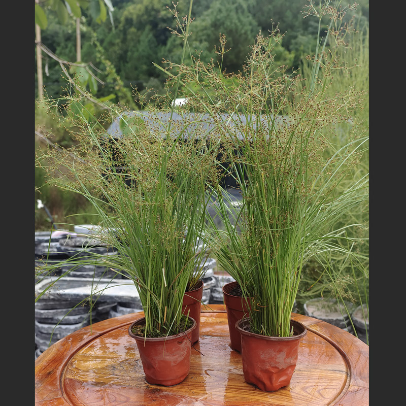 灯芯草水生植物耐水泡庭院阳台水池植物四季常绿古时做灯芯