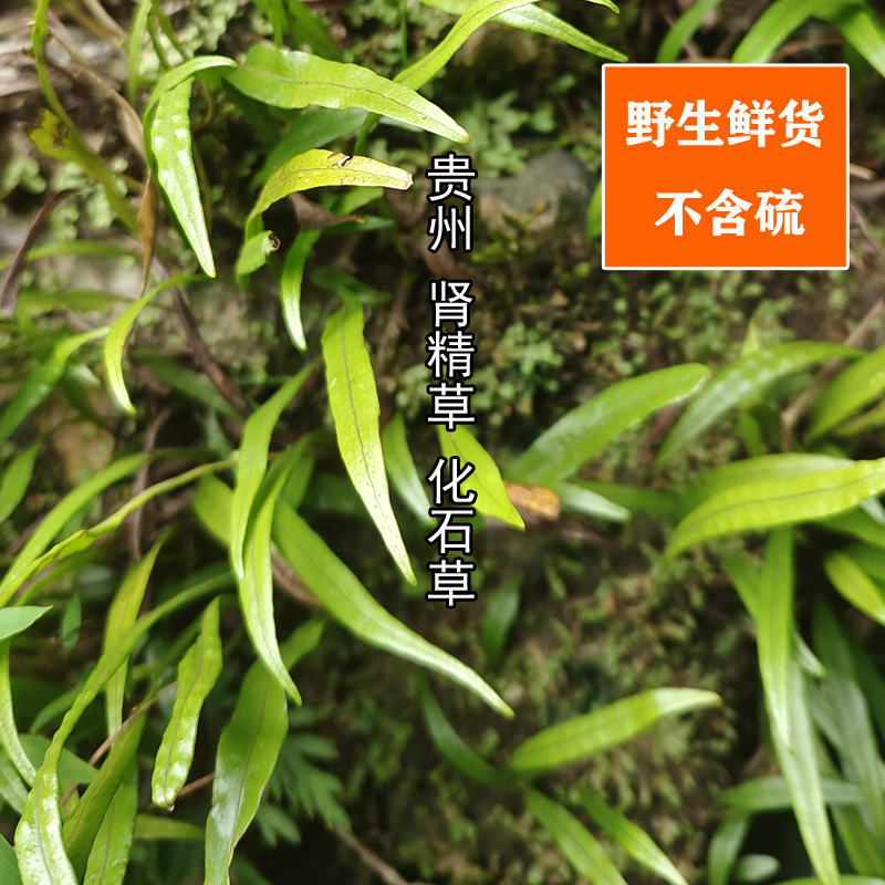 肾精草化石草药用野生鲜货无硫