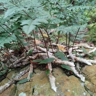 【贵州圆盖阴石蕨】本地叫白毛蛇全草入药 蕨类附生植物