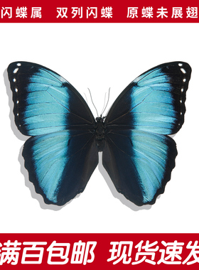 双列闪蝶A1/A-原蝶秘鲁进口未展翅手工diy蓝色蝴蝶标本大闪蝶