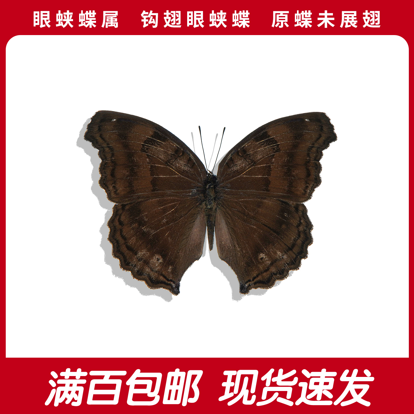 钩翅眼蛱蝶A1/A-真蝴蝶标本原蝶未展翅罕见收藏品diy制作学生教育