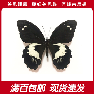 联姻美凤蝶A1/A-未展翅真蝴蝶原蝶标本干制进口罕见收藏品手工diy
