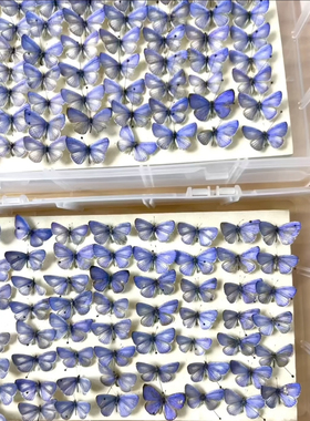 A1/A-/A2珍贵妩灰蝶Udara dilecta现货原蝶批发 ·