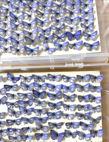 A1/A-/A2珍贵妩灰蝶Udara dilecta现货原蝶批发 ·