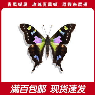 玫瑰青凤蝶A1/A-真蝴蝶进口原蝶未展翅diy手工创意自然科普教育