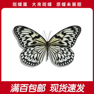 大帛斑蝶A1/A-真蝴蝶标本未展翅原蝶标本diy羽化品 Idea leuconoe