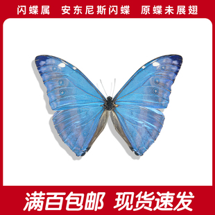 安东尼斯闪蝶a1/a-蓝色真蝴蝶标本原蝶南美秘鲁枯闪蝶收藏未展翅