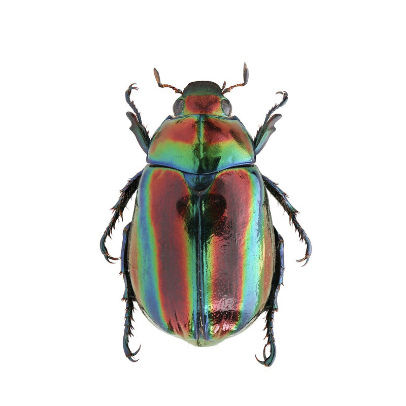 真昆虫丰色彩丽金龟标本原虫酒精湿虫甲虫标本学生作业科教收藏