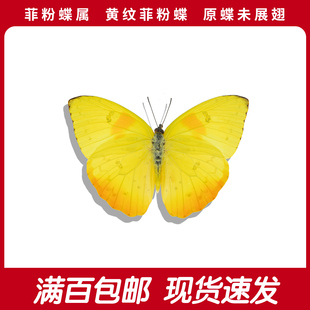 黄纹菲粉蝶A1/A-未展翅原蝶黄色蝴蝶真标本进口自然科普线下教育