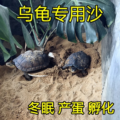天然乌龟沙冬眠产蛋细沙