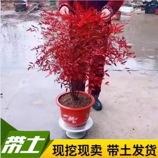 南天竹盆栽树苗火焰南天竹室内老桩盆景庭院观叶花卉绿植红南天竹