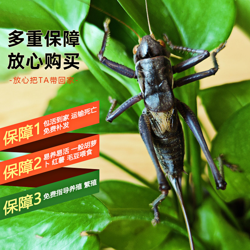 母蝈蝈活虫新脱铁皮产蝈蝈卵多产籽蝈蝈繁殖专用驴驹食用蝈蝈带籽