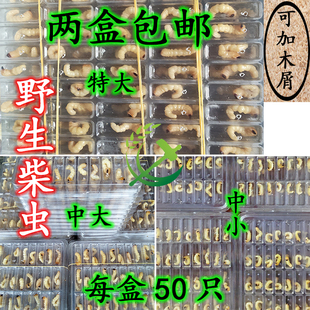 野生柴虫活虫木虫幼虫青冈虫画眉鸟虫松树虫昆虫活50只装 活体虫子