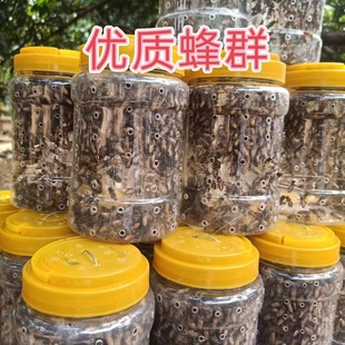 新手试养蜂群中蜂群蛋群带王群蜜蜂活 群带箱带王土蜂群包活到家