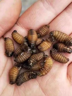 活体皮虫活虫画眉鸟靛颏黄豆八哥鸟食提性长膘耐放包活 吊死鬼 包邮