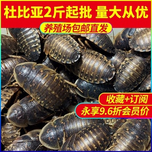杜比亚蟑螂活虫养殖2斤装 画眉鸟鬃狮蜥守宫龙鱼爬宠昆虫活饵饲料