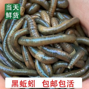 活体青蚯蚓鲜活黑蚯蚓钓黄鳝蚯蚓特大臭蚯蚓地龙松土蚯蚓钓鱼活饵