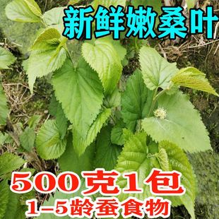 桑叶喂蚕新鲜蚕叶蚕宝宝活物食物农家嫩桑叶蚕宝饲料桑叶新鲜食用