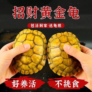 正宗黄金龟招财金钱龟活物观赏深水龟巴西龟幼苗活物宠物龟小乌龟