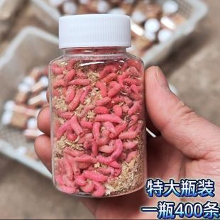 钓鱼活蛆肉蛆大蛆红色蛆虫活虫活体白蛆钓公鱼活虫蛆牙子瓶装 400