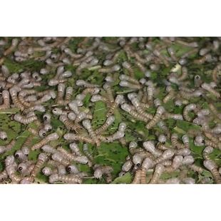 蚕宝宝活物学生养蚕套装 蚕宝宝幼虫桑叶喂蚕活体新鲜蚕叶 学生版