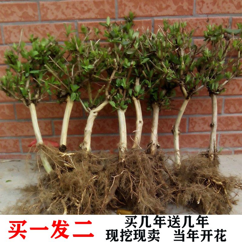 四季金银花树苗盆栽地栽泡茶食用药用阳台客厅庭院南北方种植耐寒 鲜花速递/花卉仿真/绿植园艺 时令草本花卉 原图主图