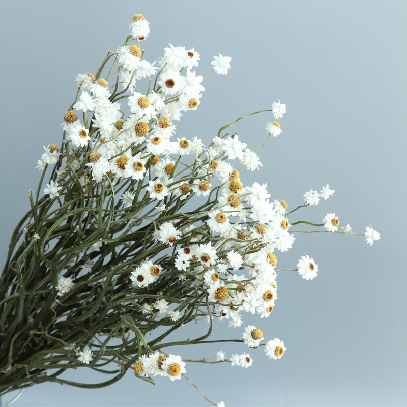 小雅家 银包菊插花diy装饰干花花束雏菊小白菊家居摆件天然真花,鲜花速递/花卉仿真/绿植园艺,干花,淘宝优惠券,粉丝福利购,淘宝优惠卷