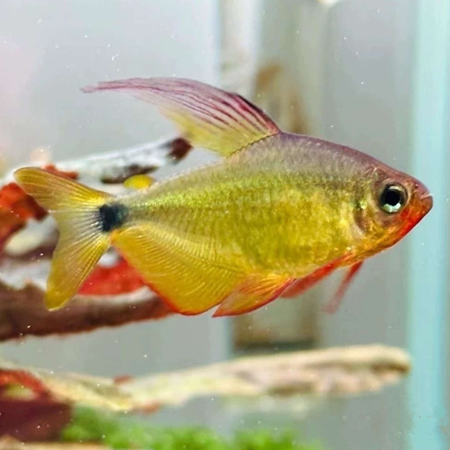 特大蝴蝶凯蒂热带观赏鱼南美缸