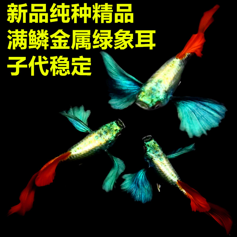 精品特级纯种白金红尾象耳孔雀鱼