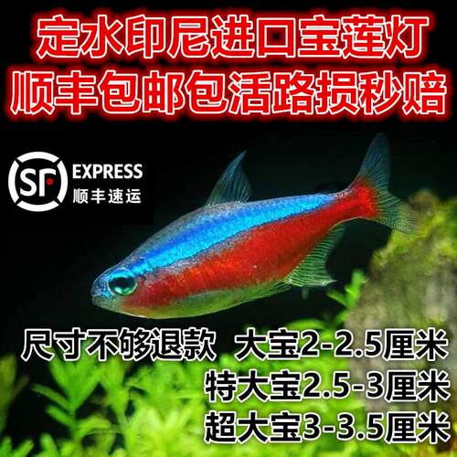 定水宝莲灯热带观赏鱼发顺丰草缸