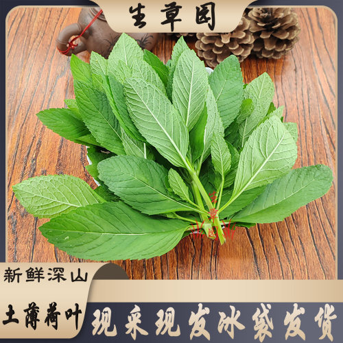 新鲜土薄荷叶可食用泡水装饰