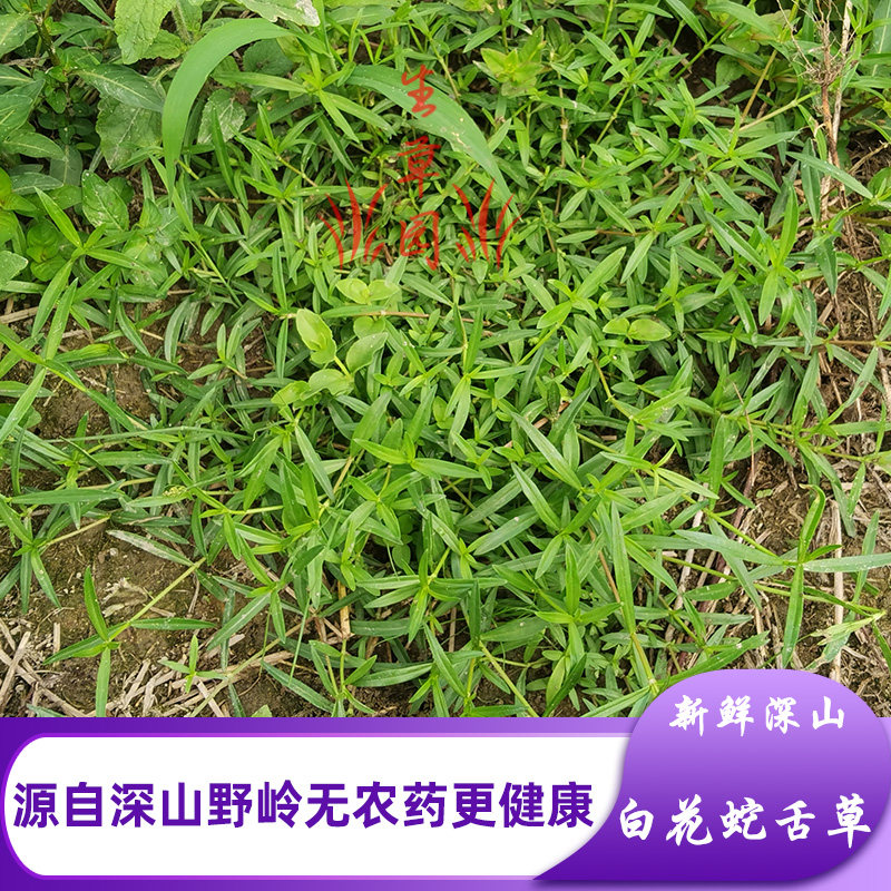 深山新鲜白花蛇舌草中药材白花蛇利草蛇草去湿中草药蛇总管龙舌草