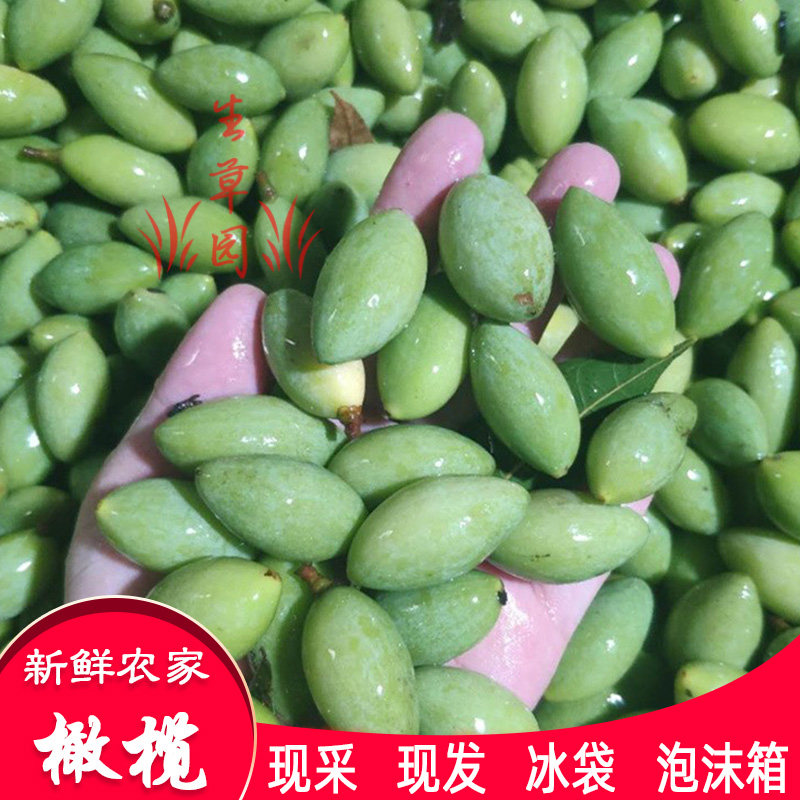 橄榄新鲜青果现摘青橄榄果零食生橄榄子孕妇水果甘榄橄棪忠果谏果