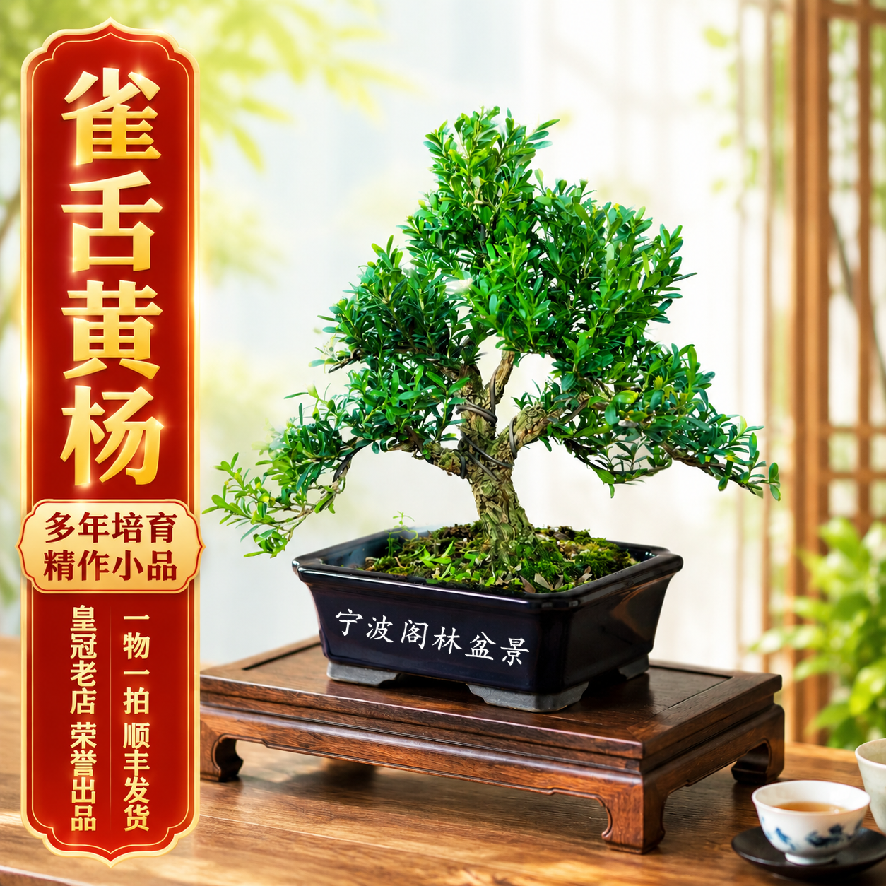 顺丰快递一物一拍雀舌皱皮黄杨盆景盆栽植物绿植净化空气四季常青