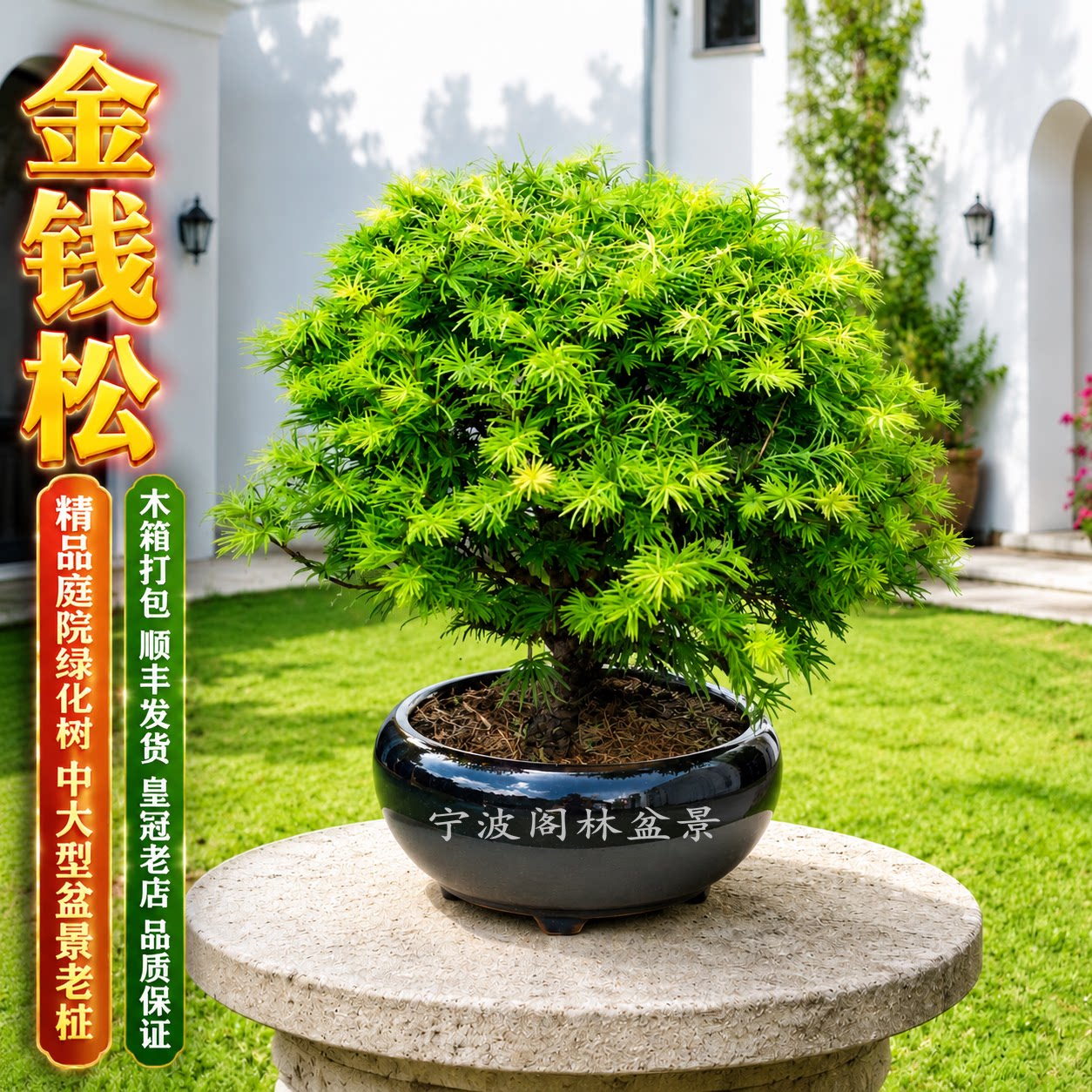 金钱松中型粗桩老桩盆景好养