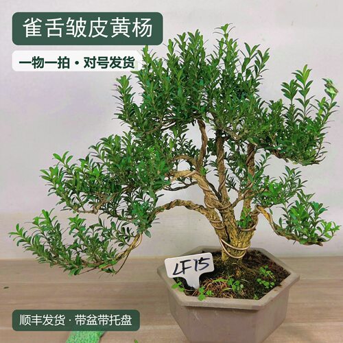 雀舌黄杨老桩盆景桌面盆栽绿植