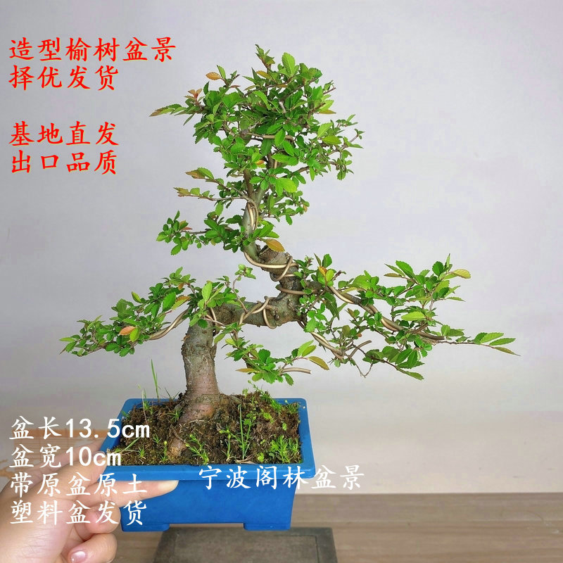 榆树盆景造型矮小植物绿植发顺丰