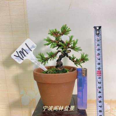 稀有品种高档珍品日本盆景荣冠