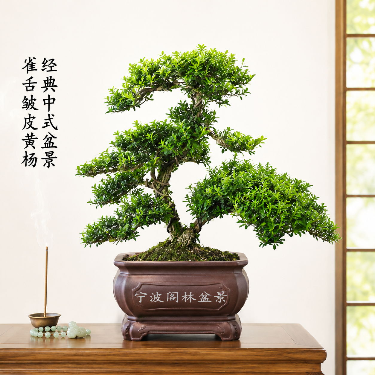 一物一拍雀舌皱皮黄杨盆景庭院