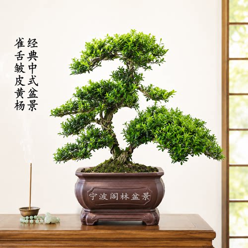 一物一拍雀舌皱皮黄杨盆景庭院
