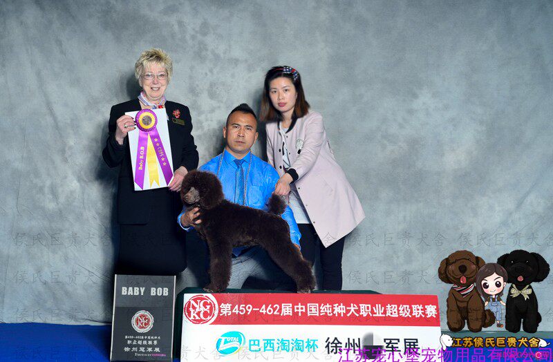 江苏侯氏巨贵犬舍 赛级巨贵双血统巧克力巨型贵宾幼犬巨泰犬活体