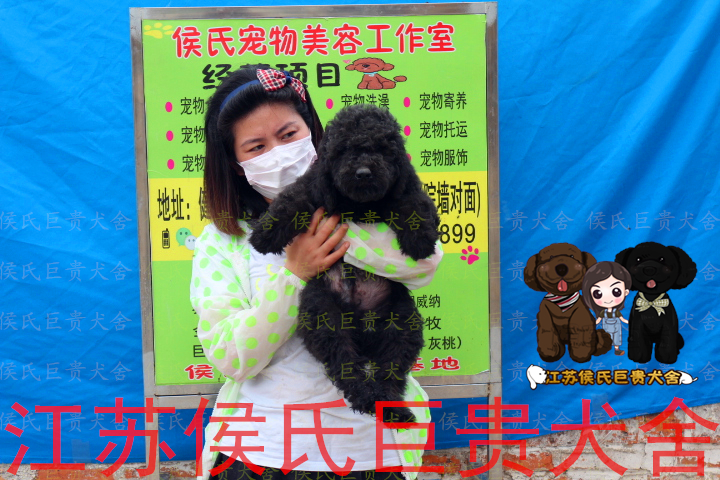 江苏出售黑色巨型活体贵宾幼犬