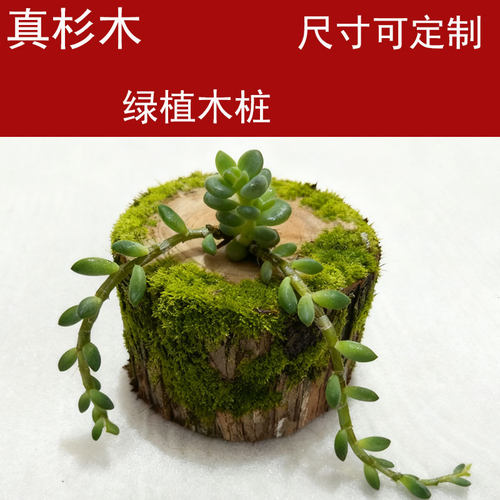 石斛种植杉木桩洋兰附生原木墩攀爬植物土底座原生态营养木盆围栏