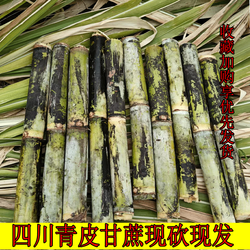 四川本地新鲜甘蔗水果剥皮当季特产孕妇果蔗正宗青皮甘蔗中段甜