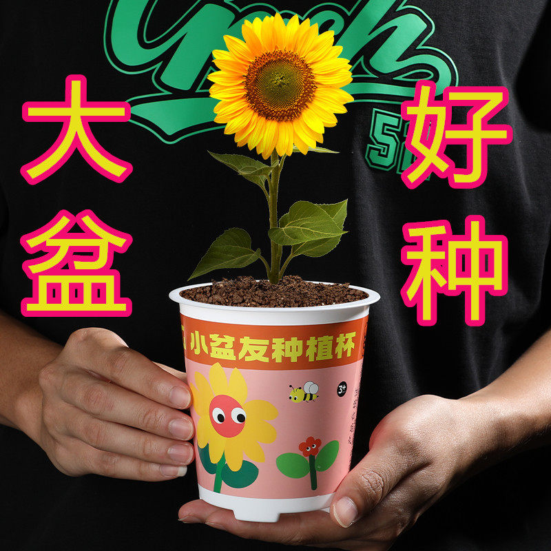 儿童观察种植小盆栽草莓西瓜小盆栽幼儿园种植观察作业大盆的好种