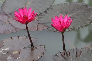 【红色闪耀】睡莲水生植物 水缸池塘庭院 热带睡莲块茎 莲痴瓦力