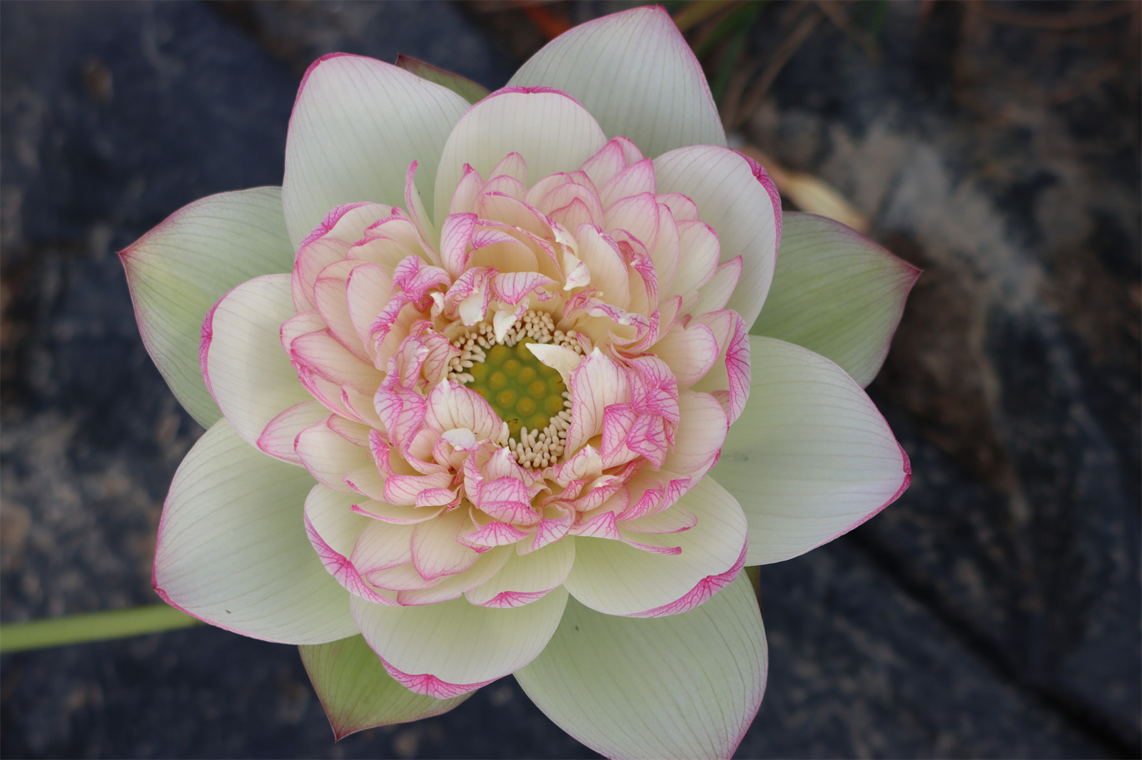 【新云锦】-中大型盆栽观赏荷花庭院水生花卉 碗莲种藕莲痴瓦力