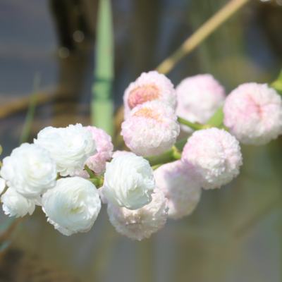 重瓣茨菇日本观赏水生种球水茉莉
